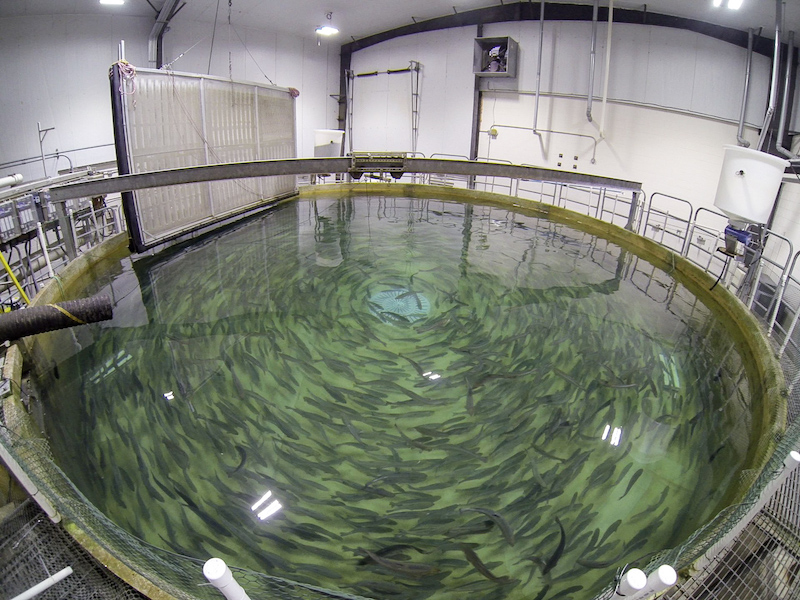 The RAS tanks at The Conservation Fund's Freshwater Institute in Shepherdstown, West Virginia make it possible to reuse 99 percent of water, filter out solid waste and promote healthy, active fish. Photo by Scott Tsukuda. 